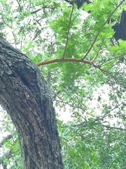 Vachellia rehmanniana