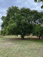 Ficus thonningii