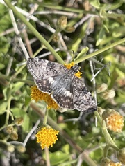 Chiomara