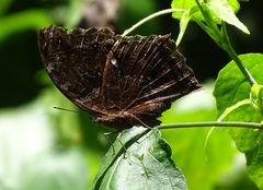 Protogoniomorpha temora