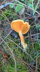 Hygrophoropsis aurantiaca