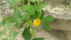Arachis duranensis