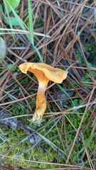 Hygrophoropsis aurantiaca