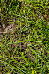 Eriospermum mackenii