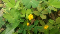 Arachis duranensis