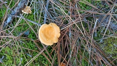 Hygrophoropsis aurantiaca