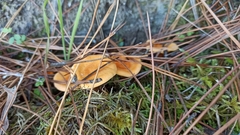 Hygrophoropsis aurantiaca