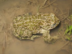 Bufotes viridis balearicus