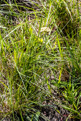 Helichrysum allioides