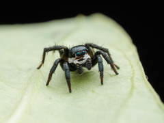 Stenaelurillus albus