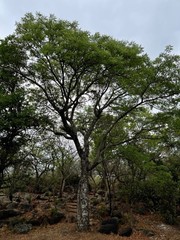 Sclerocarya birrea