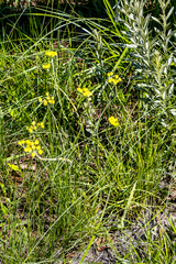 Helichrysum mixtum
