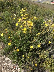 Osteospermum junceum