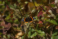 Vanessa atalanta