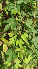 Humulus lupulus