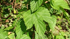 Humulus lupulus