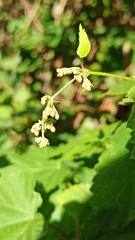 Humulus lupulus