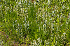 Helichrysum pannosum