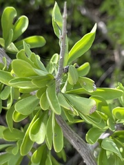 Phaulothamnus