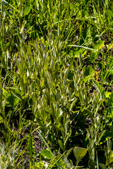 Helichrysum pannosum