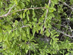 Phaulothamnus
