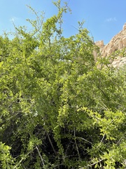Phaulothamnus