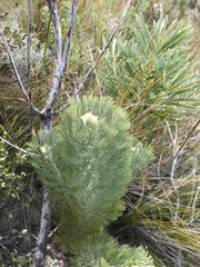 Paranomus tomentosus