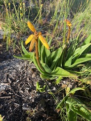 Aloiampelos commixta