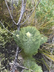 Paranomus tomentosus