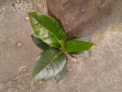 Ficus americana