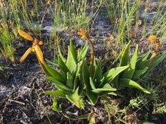 Aloiampelos commixta