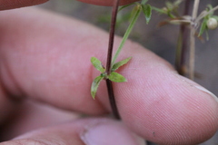 Galium nuttallii nuttallii