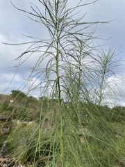 Parkinsonia aculeata