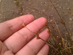 Juncus capillaceus