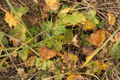 Alchemilla substrigosa