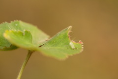 Alchemilla substrigosa