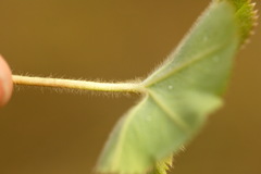 Alchemilla substrigosa