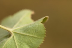 Alchemilla substrigosa