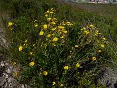 Osteospermum junceum