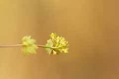 Alchemilla substrigosa