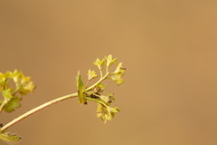 Alchemilla substrigosa
