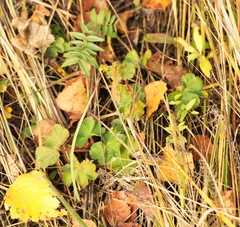 Alchemilla pustynensis