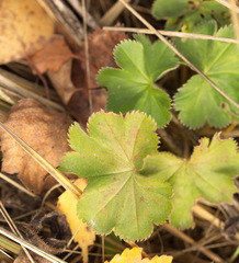 Alchemilla pustynensis