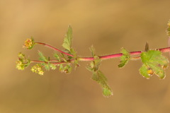 Alchemilla pustynensis
