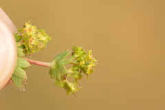 Alchemilla pustynensis
