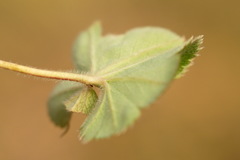 Alchemilla pustynensis
