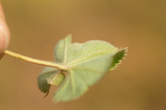 Alchemilla pustynensis