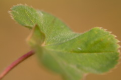 Alchemilla pustynensis