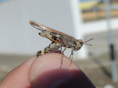 Acrotylus insubricus