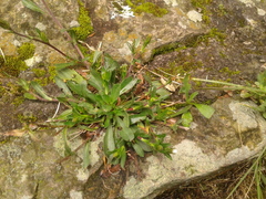 Noticastrum marginatum